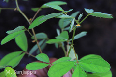 Indigofera santapaui
